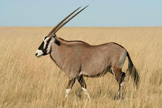 Gemsbok, Etosha, Namibia